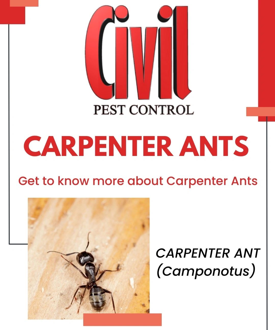Carpenter Ants pest info card