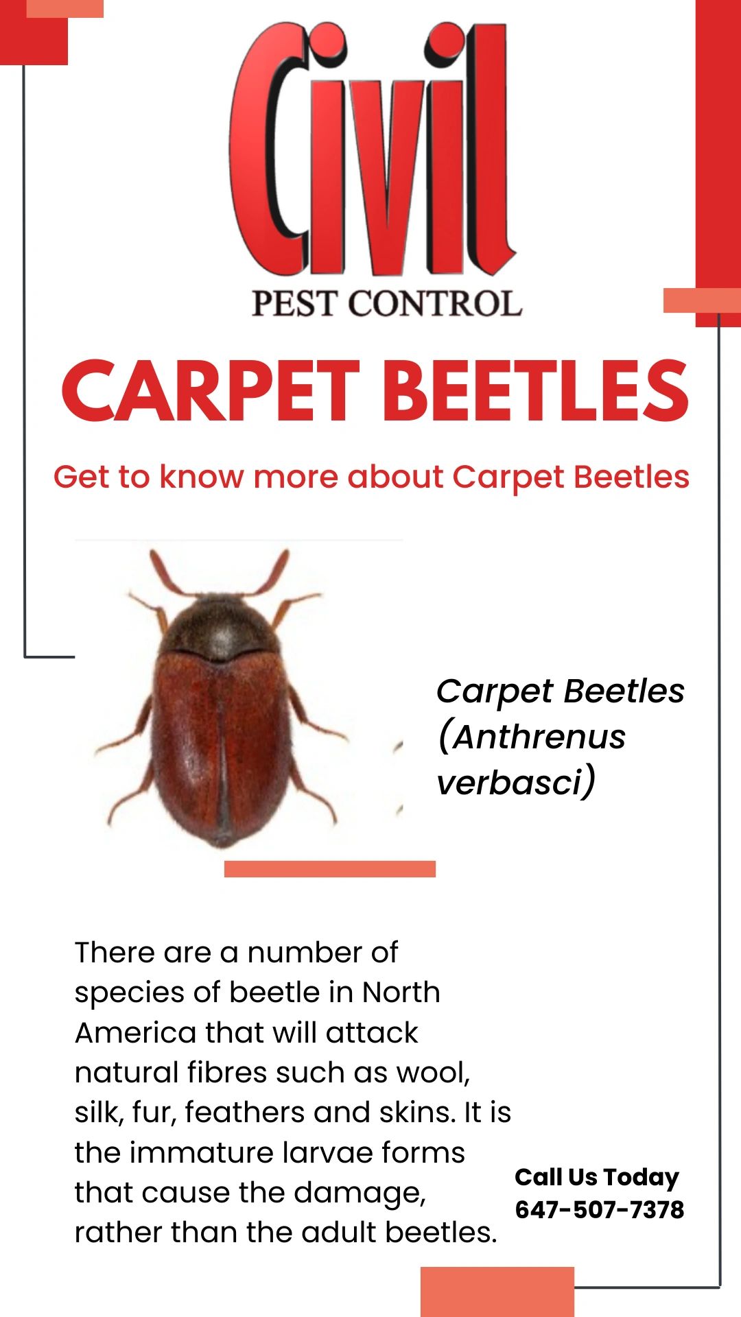 Carpet Beetles pest info card