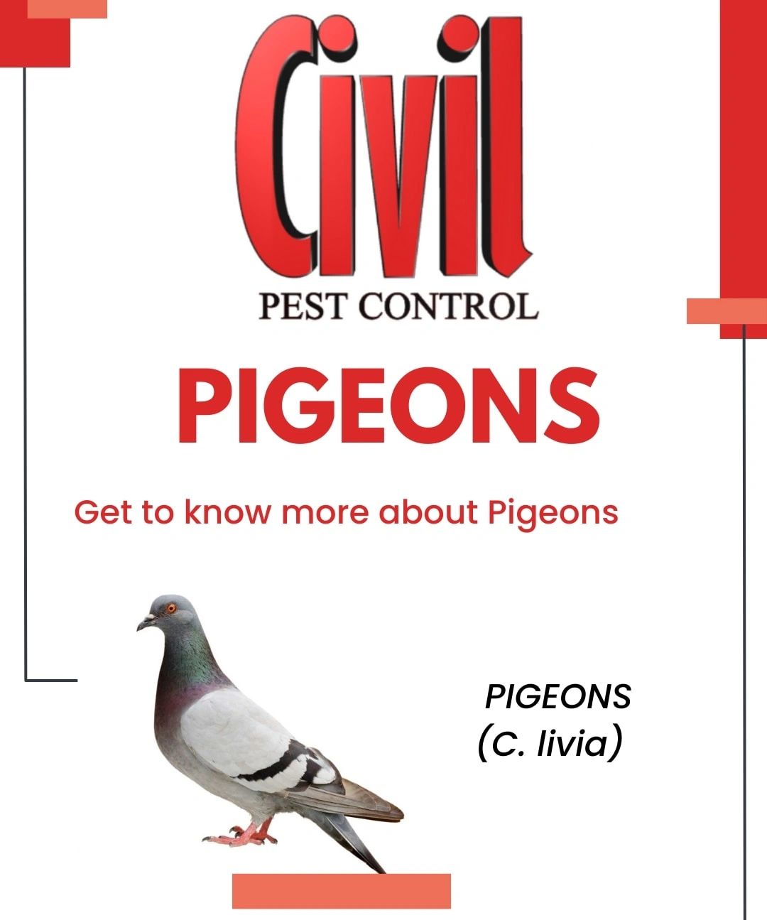 Pigeons pest info card