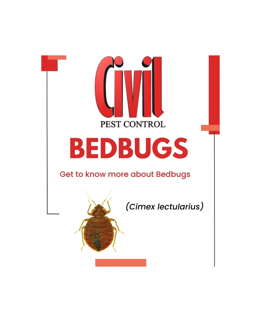 Bedbugs pest info card
