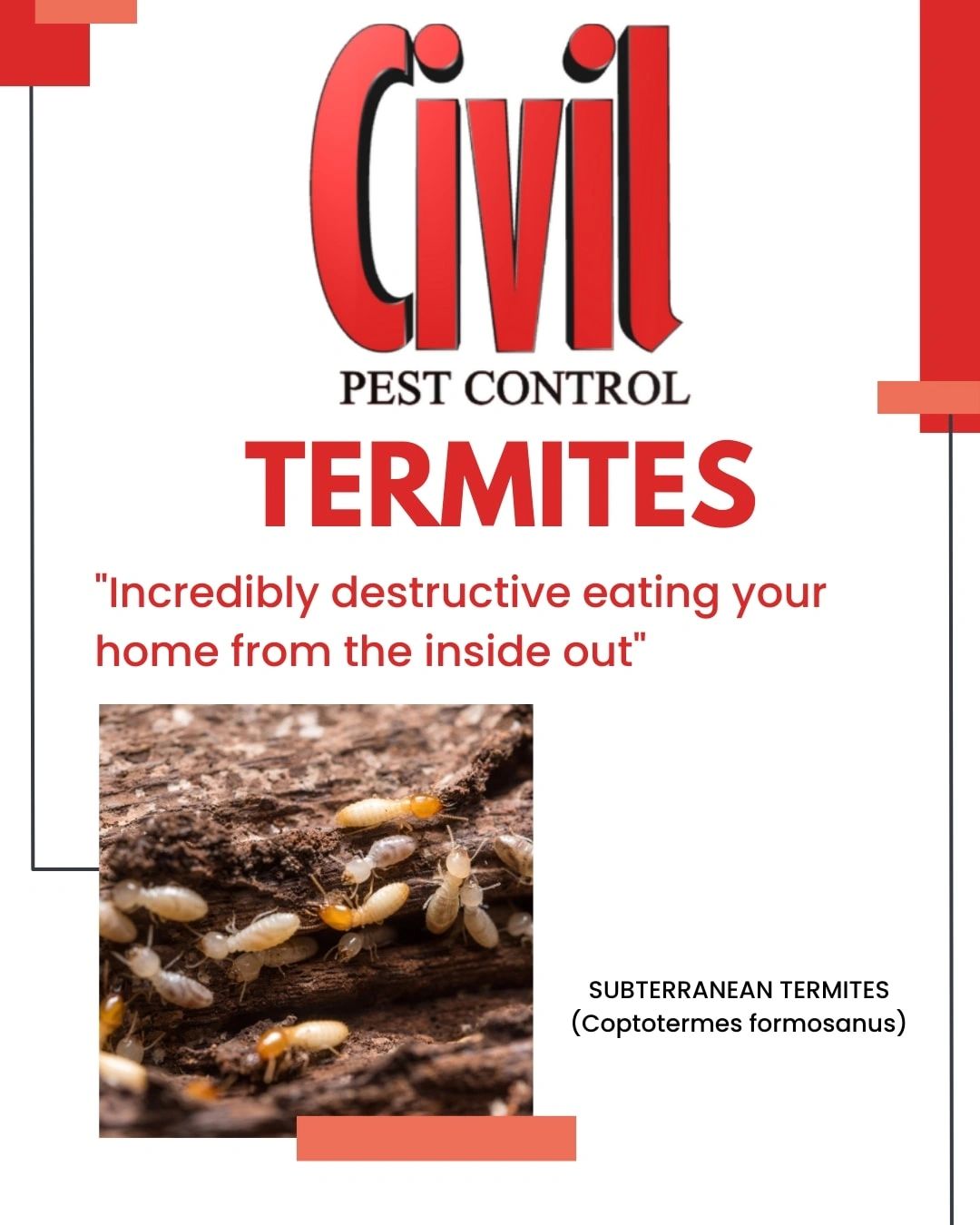 Termites pest info card