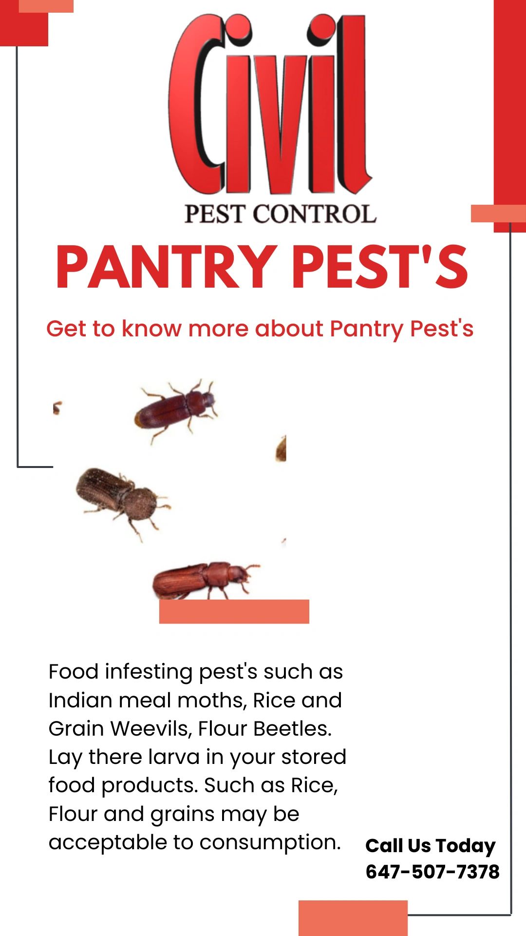 Pantry Pests pest info card