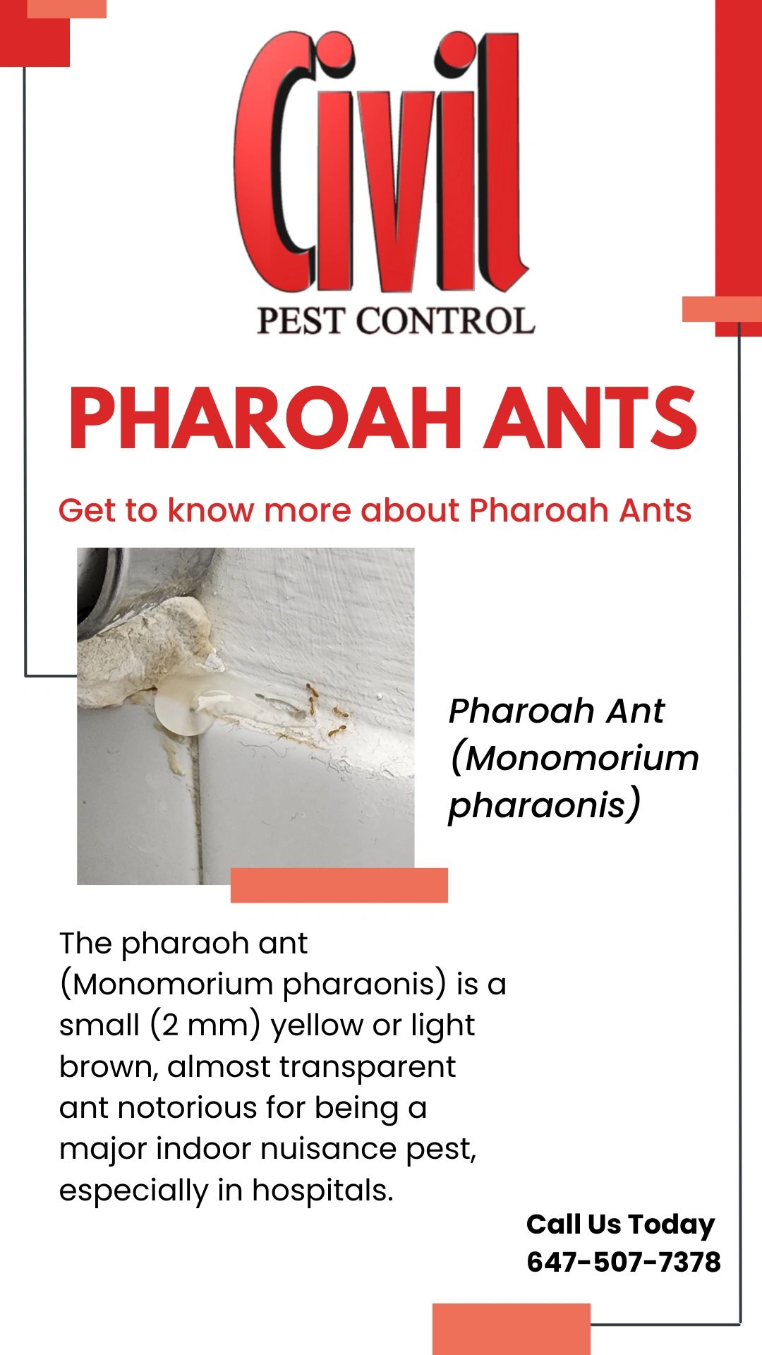 Pharoah Ants pest info card