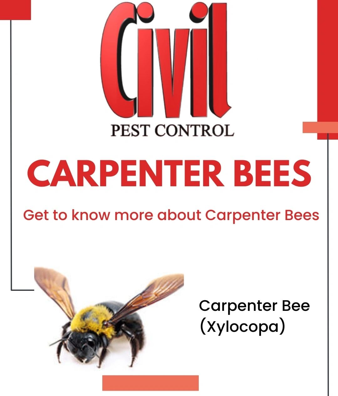 Carpenter Bees pest info card