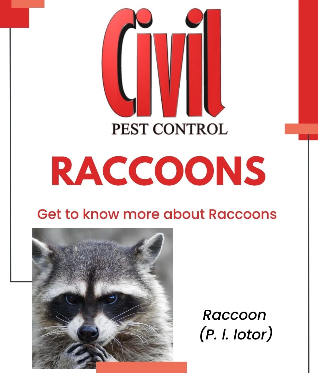 Raccoons pest info card